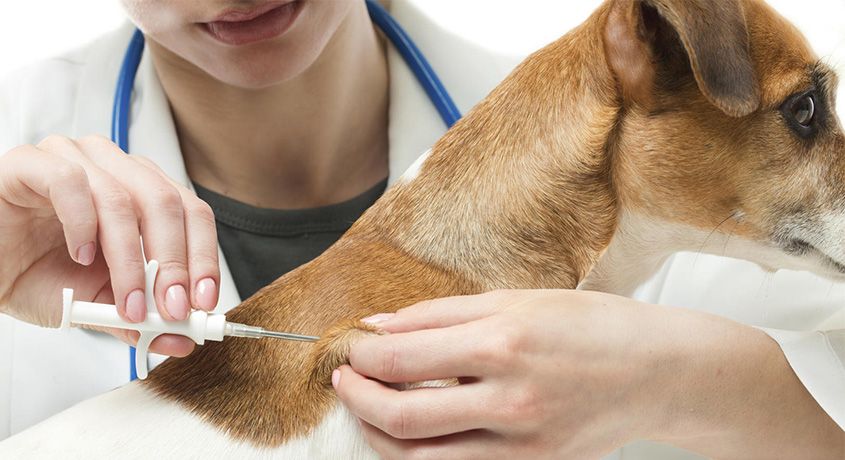 Позаботься о безопасности своего питомца! Чипирование кошек и собак со скидкой 50% от ветеринарной клиники «Моя любовь».